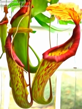 Nepenthes Hybrider, Kandebærer