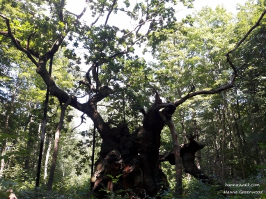 The King-Oak, which is Northern Europe's oldest oak tree. The tree is between 1500 and 2000 years old