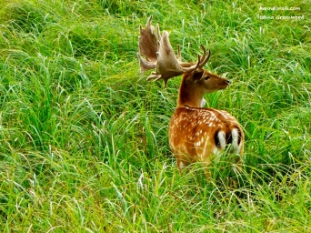 Deer, Jaegersborg Deer Park, Denmark