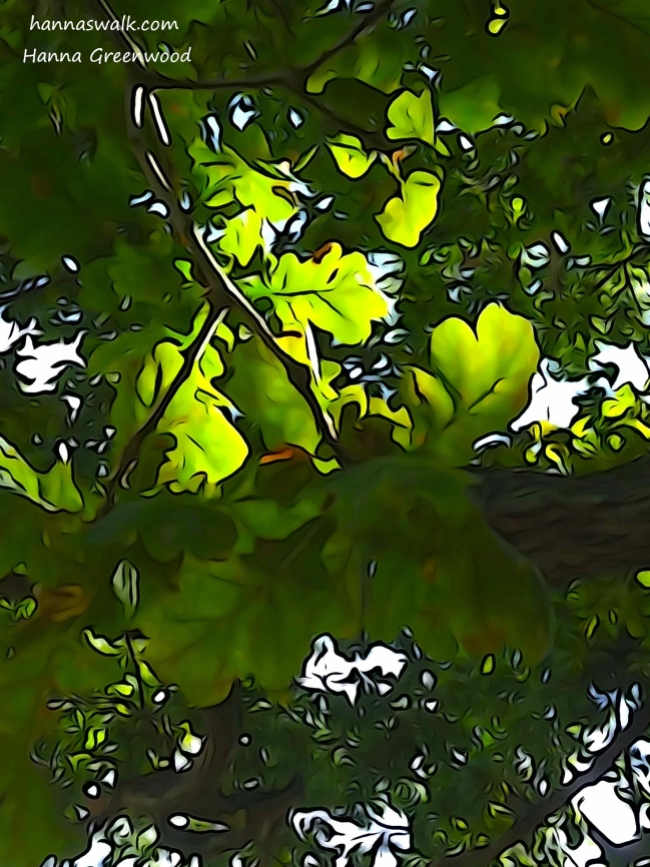 The leaves of the English Oak